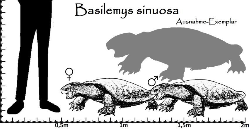 Basilemys Größenvergleich