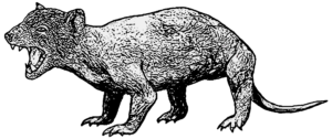 Didelphodon Männchen