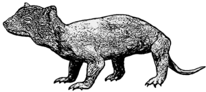 Didelphodon Weibchen