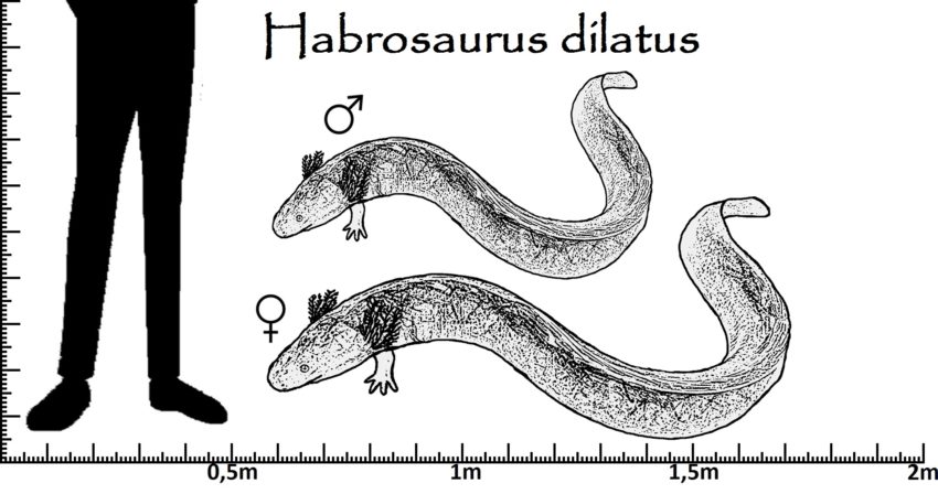 Größenvergleich Habrosaurus