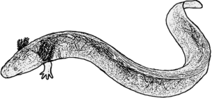 Habrosaurus dilatus