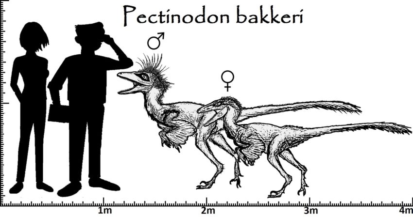 Größenvergleich Pectinodon