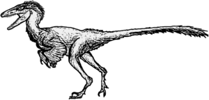 Pectinodon Weibchen
