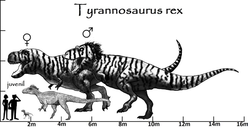 Größenvergleich Tyrannosaurus