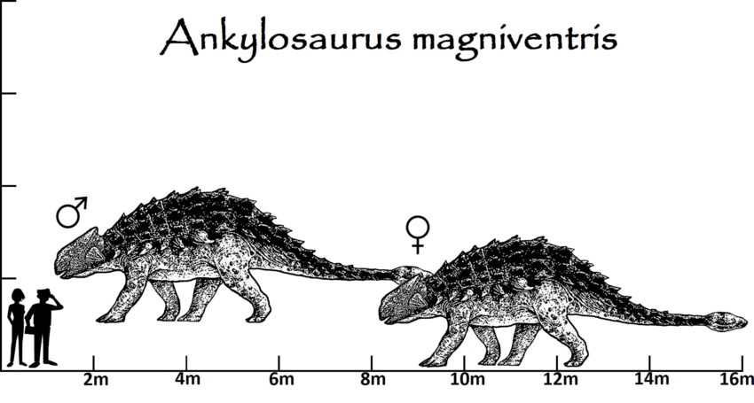 Ankylosaurus Größenvergleich
