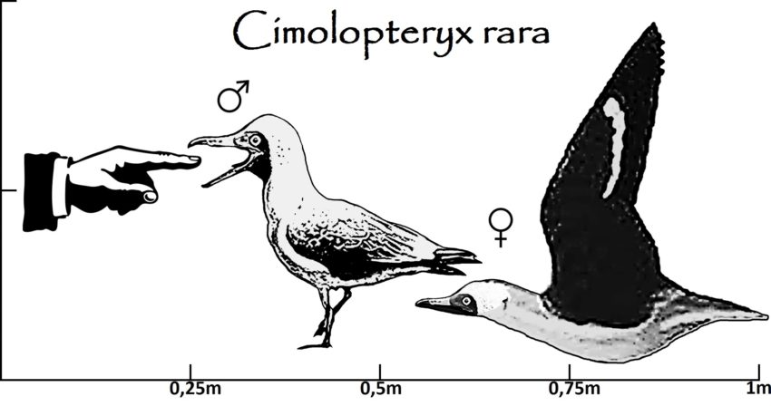 Cimolopteryx Größenvergleich