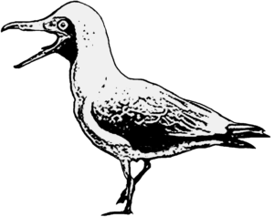 Cimolopteryx Männchen