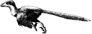 Dakotaraptor Männchen