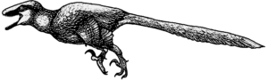 Dakotaraptor Weibchen