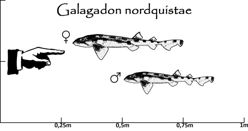 Galagadon Größenvergleich