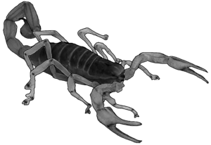 Hadrurus unisex