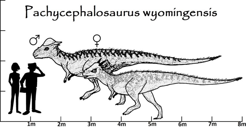 Pachycephalosaurus Größenvergleich