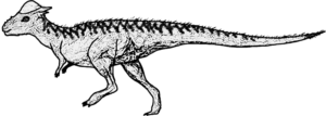 Pachycephalosaurus Männchen