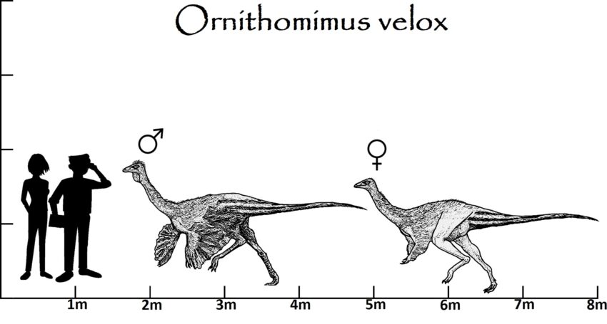 Ornithomimus Größenvergleich