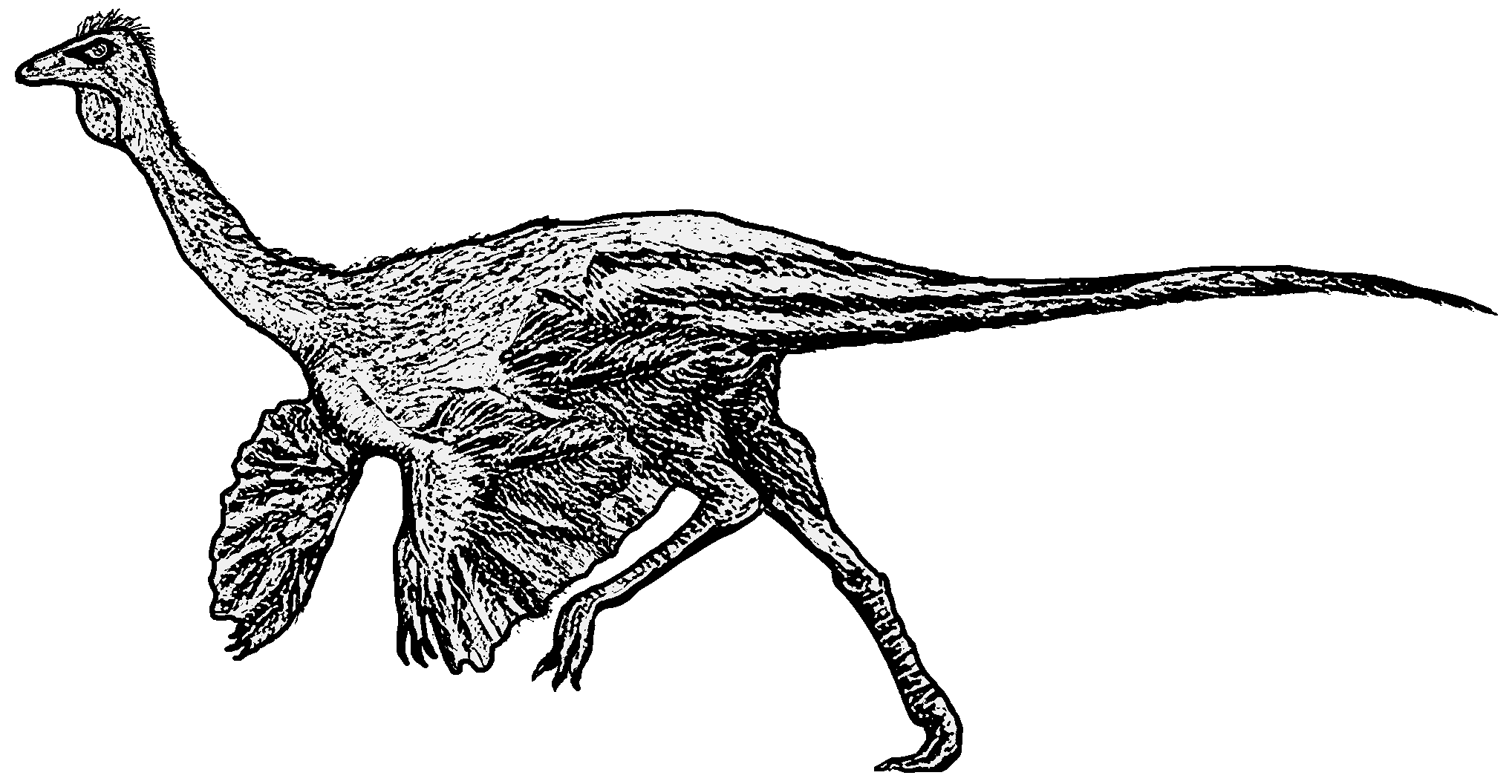 Ornithomimus Männchen