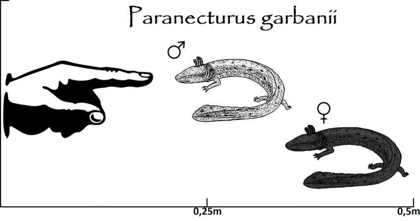 Paranecturus Größenvergleich