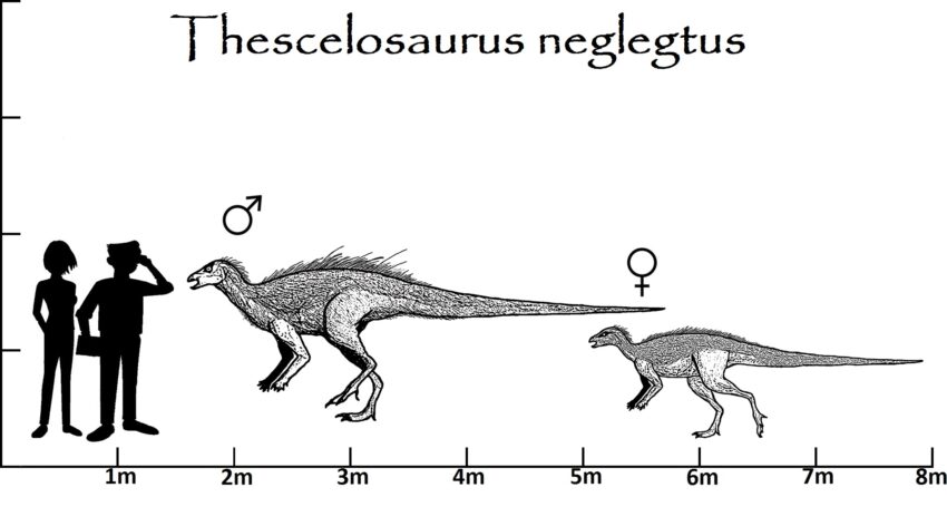 Thescelosaurus Größenvergleich