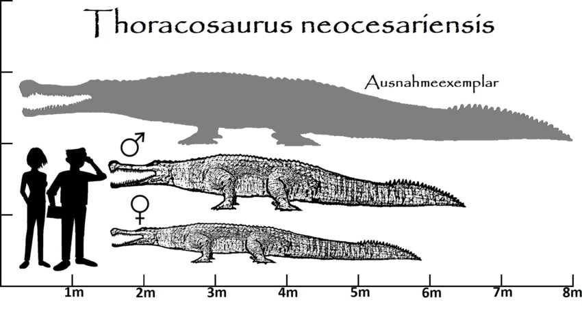 Thoracosaurus Größenvergleich
