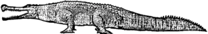 Thoracosaurus Männchen