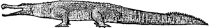 Thoracosaurus Weibchen