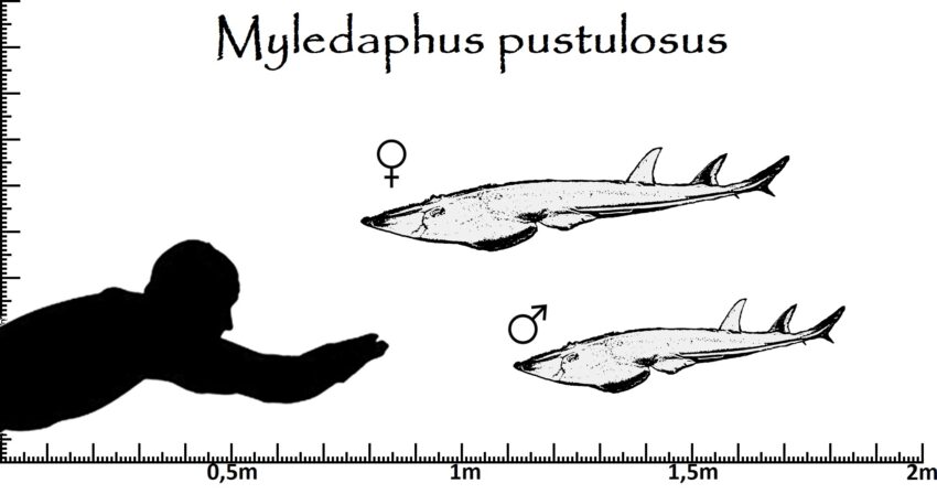 Myledaphus Größenvergleich