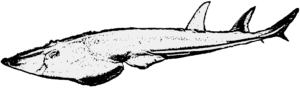 Myledaphus Männchen