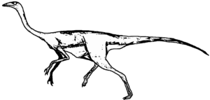 Struthimimus (Männchen)