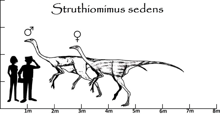 Struthiomimus Größenvergleich