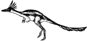 Trierarchuncus Männchen