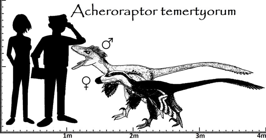 Größenvergleich Acheroraptor