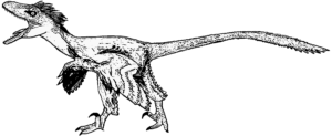 Acheroraptor Männchen