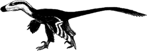 Acheroraptor Weibchen