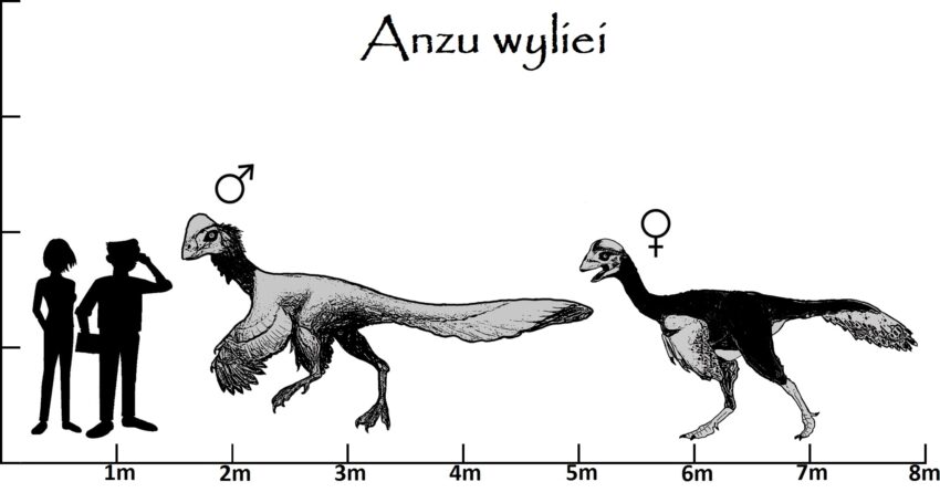 Anzu Größenvergleich