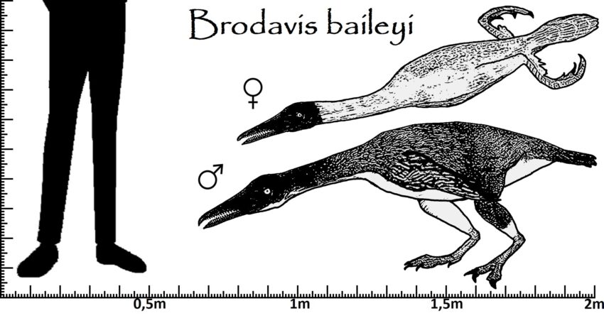 Größenvergleich Brodavis
