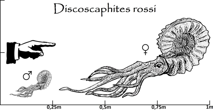 Discoscaphites Größenvergleich