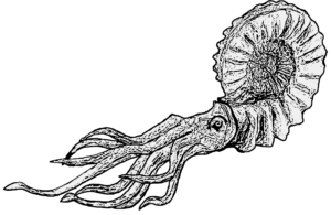 Discoscaphites