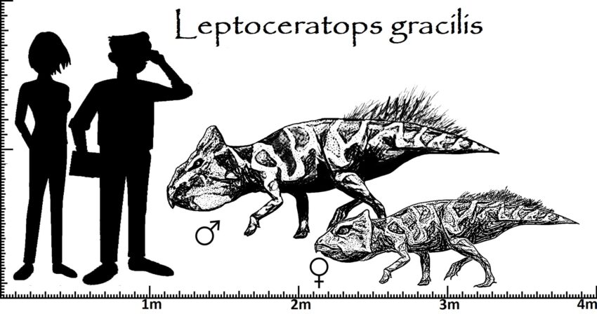 Leptoceratops Größenvergleich