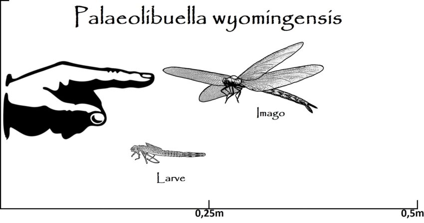 Palaeolibuella Größenvergleich
