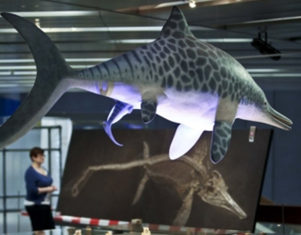 Museum für Naturkunde Stuttgart Ichthyosaurier 1