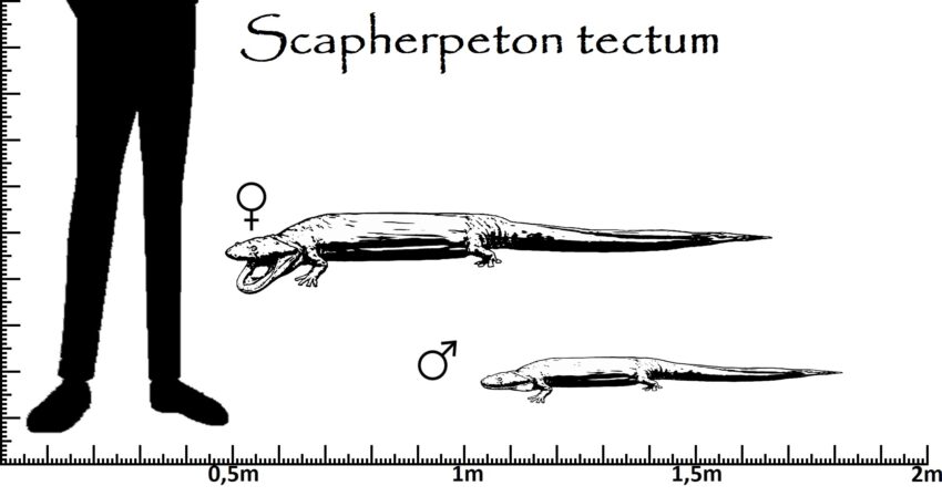 Scapherpeton Größenvergleich