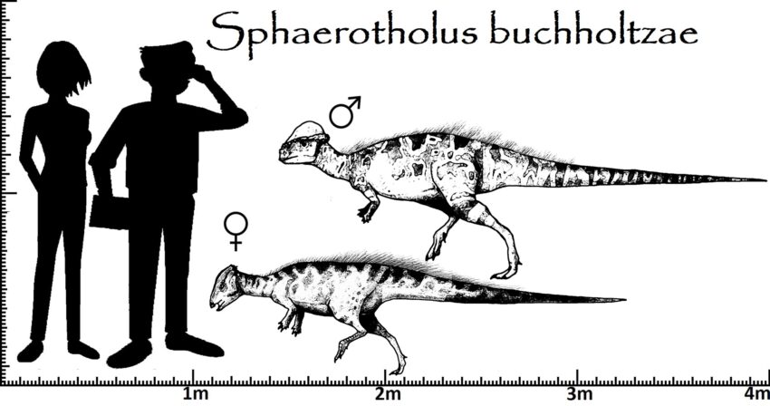 Sphaerotholus Größenvergleich