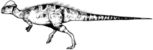Sphaerotholus Männchen