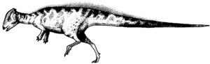 Sphaerotholus Weibchen