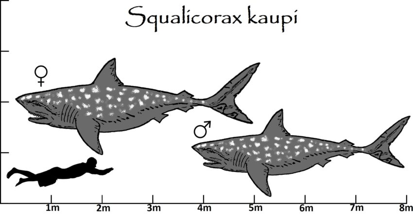 Squalicorax Größenvergleich