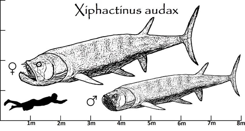 Xiphactinus Größenvergleich