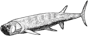 Xiphactinus Männchen