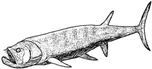 Xiphactinus Weibchen