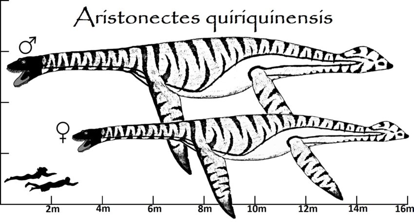 Aristonectes Größenvergleich