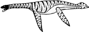 Aristonectes (Männchen)