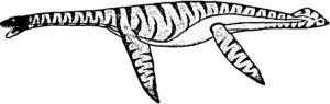 Aristonectes (Weibchen)